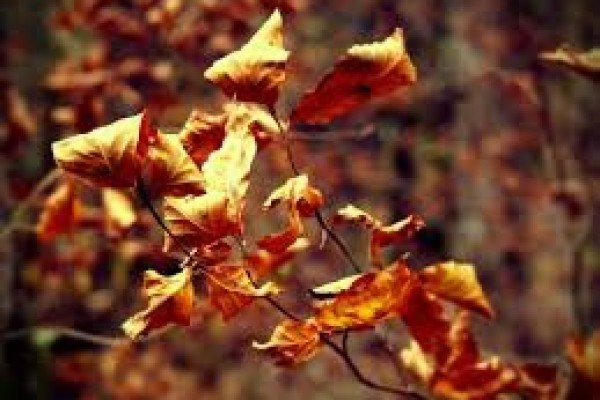 les feuilles mortes se sont envolées