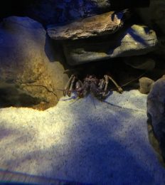 AUSTRALIA_1022_1024