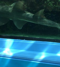 AUSTRALIA_1035_1024