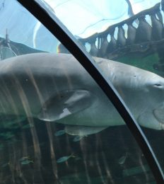AUSTRALIA_1038_1024