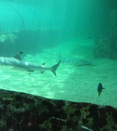 AUSTRALIA_1043_1024