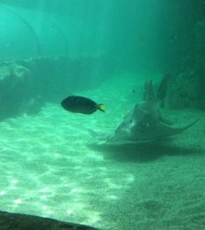 AUSTRALIA_1049_1024
