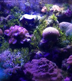 AUSTRALIA_1063_1024