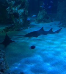 AUSTRALIA_1065_1024