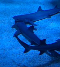 AUSTRALIA_1070_1024