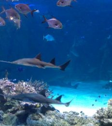 AUSTRALIA_1072_1024