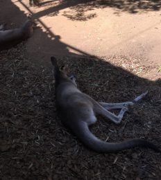 AUSTRALIA_1088_1024