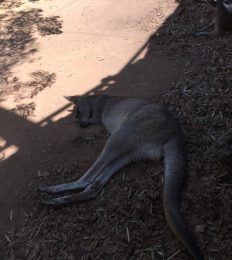 AUSTRALIA_1089_1024