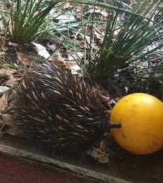 AUSTRALIA_1090_1024
