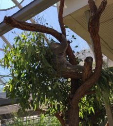 AUSTRALIA_1096_1024