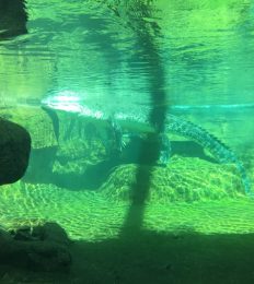 AUSTRALIA_1112_1024