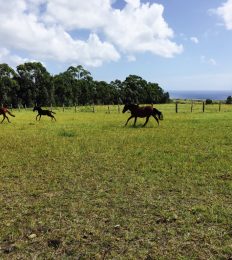 ISLA_DE_PASCUA_1560_1024