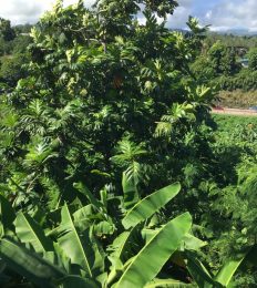 POLINESIA_1331_1024