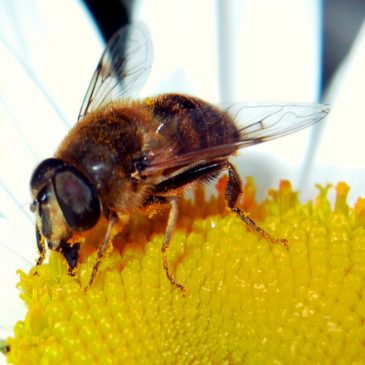 EL LENGUAJE DE LAS ABEJAS Y DE LOS CERCOPITECOS (monos africanos)